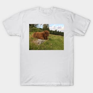 Scottish Highland Cattle Calf 1517 T-Shirt